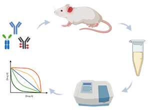 老鼠在临床前开发周期的图形